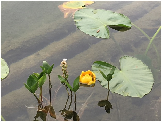 peace of lily pads