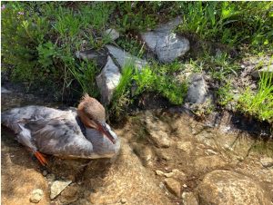 duck in idaho